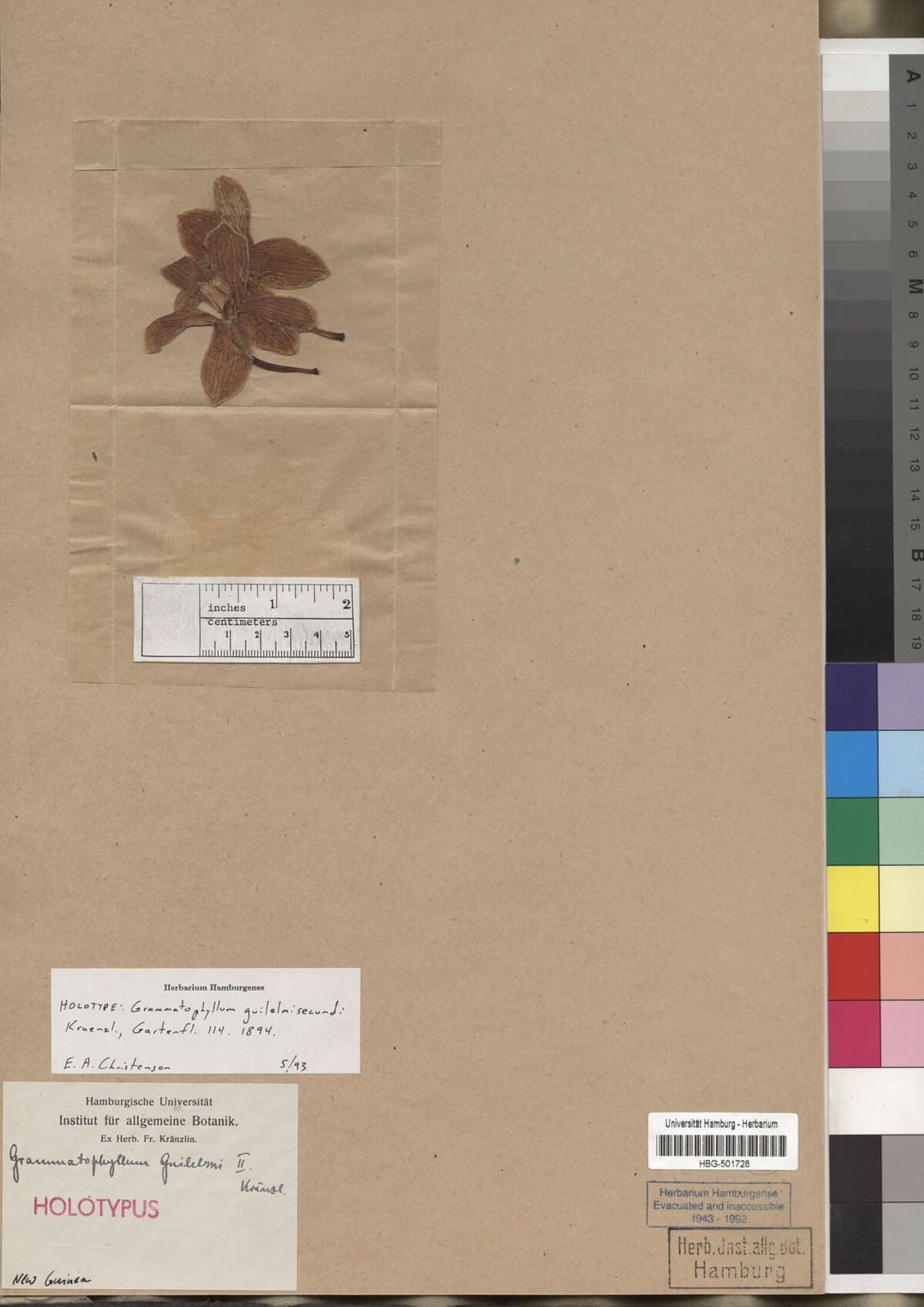 Grammatophyllum fenzlianum Rchb.f.
