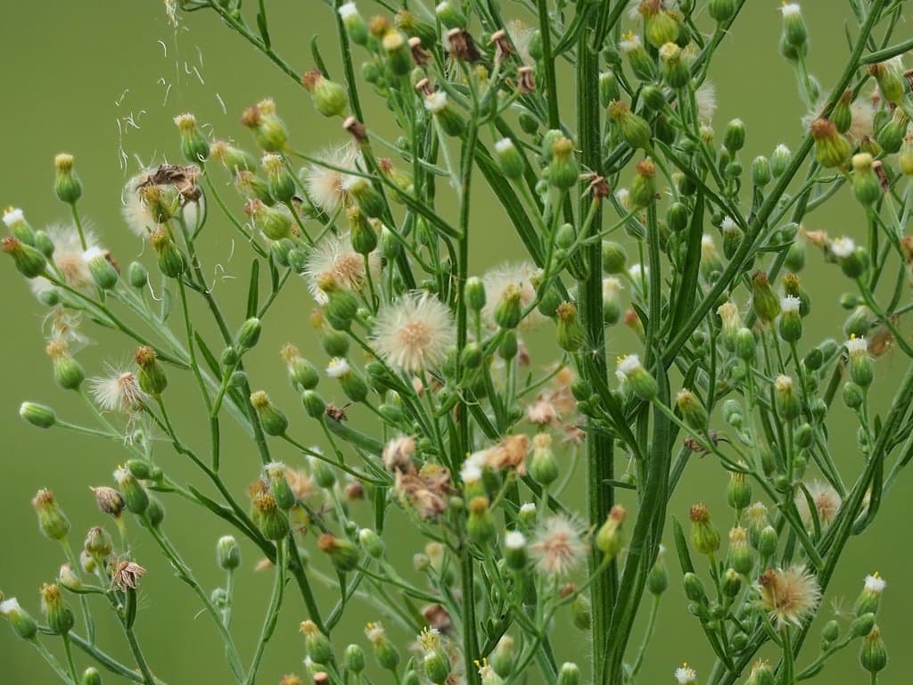Erigeron sumatrensis Retz.