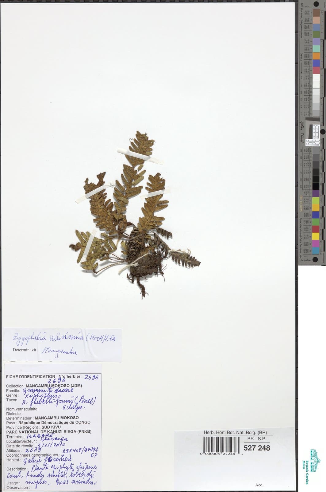 Enterosora villosissima (Hook.) Shalisko & Sundue