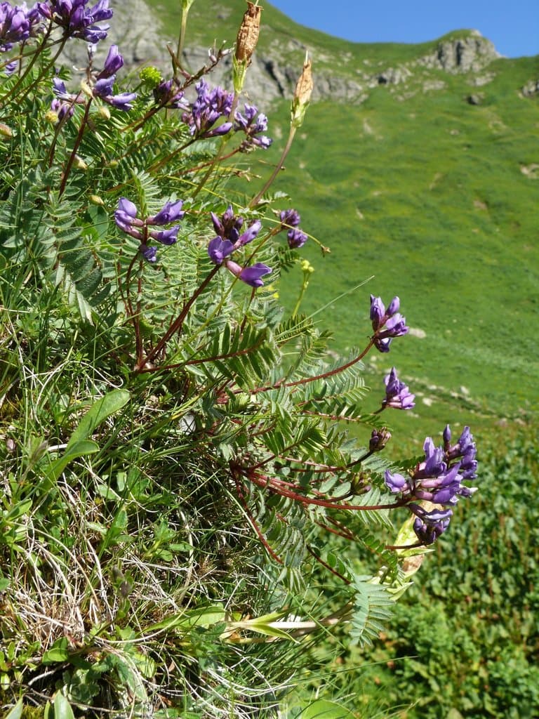 Oxytropis montana (L.) DC.