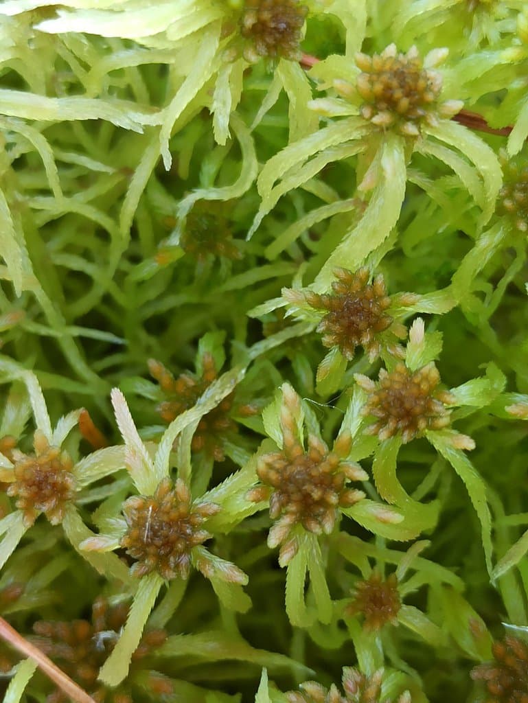 Sphagnum flexuosum Dozy & Molk.