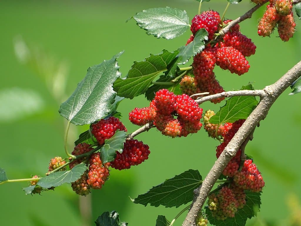 Morus alba L.