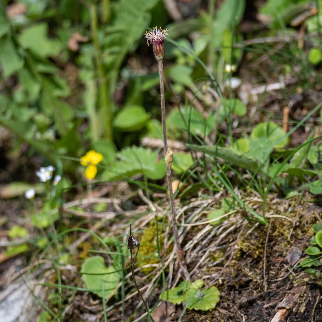 Homogyne alpina (L.) Cass.