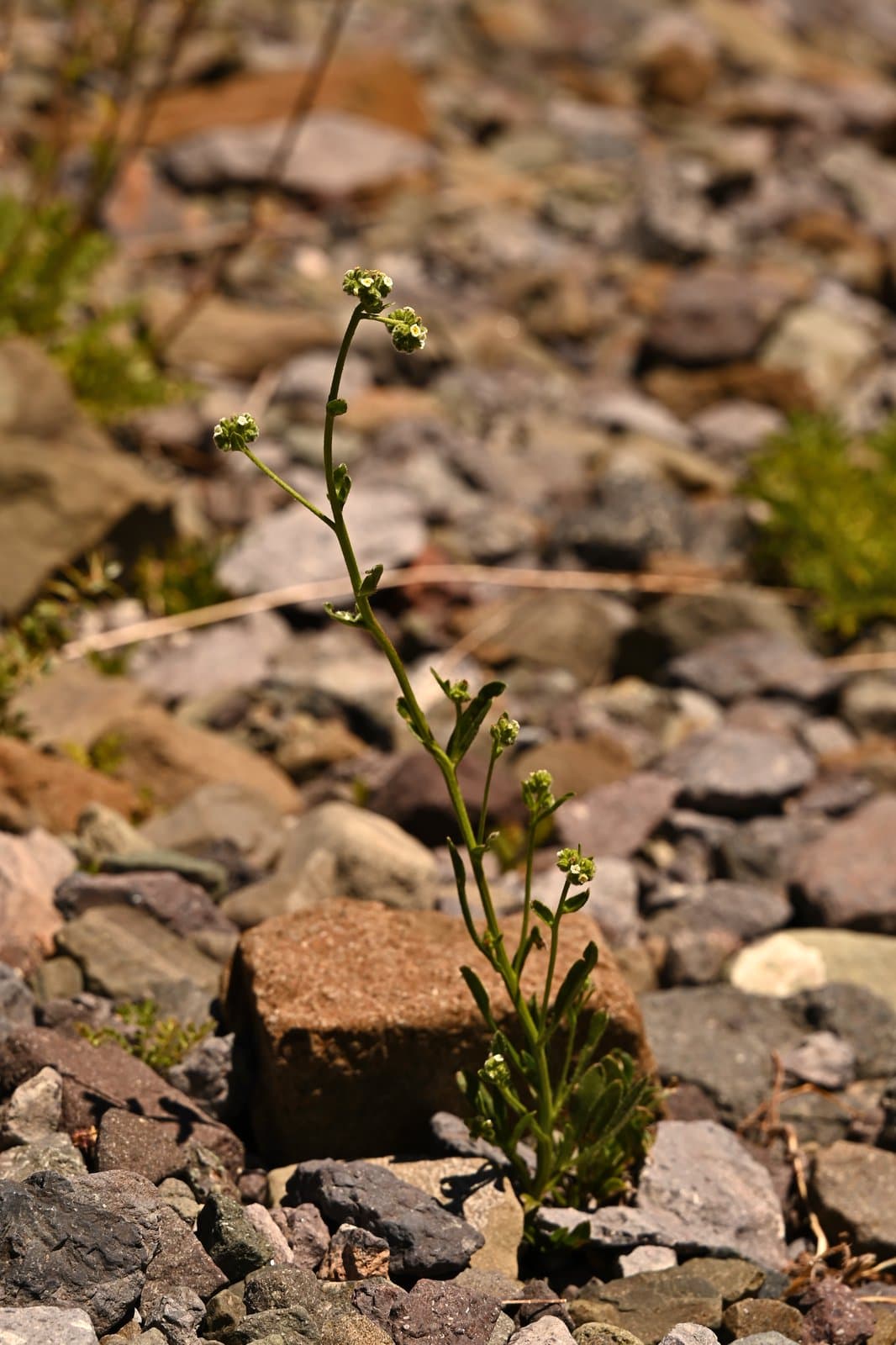 Cryptantha cynoglossoides (Phil.) I.M.Johnst.