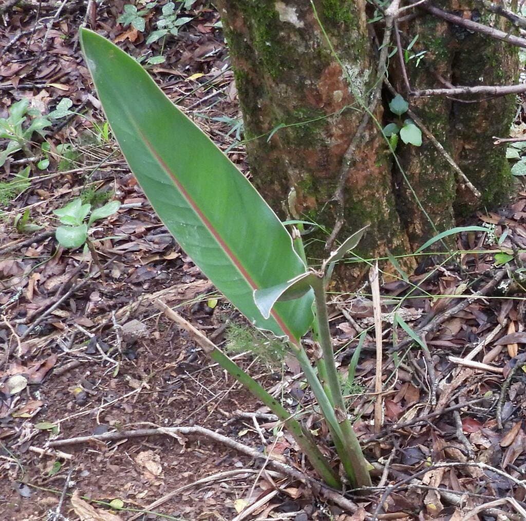 Strelitzia reginae Banks