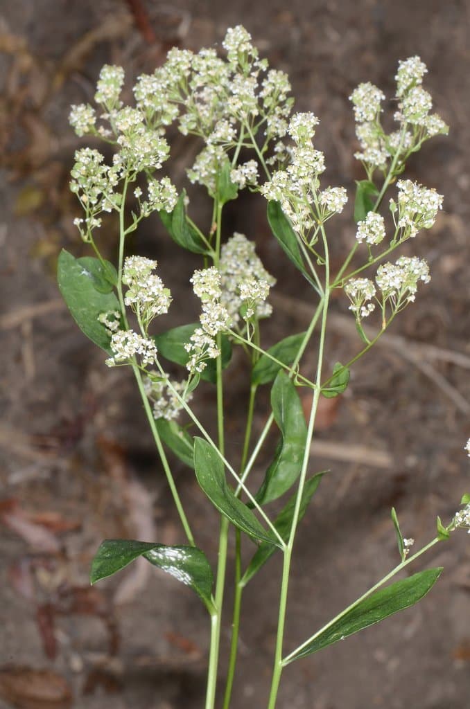 Lepidium latifolium L.