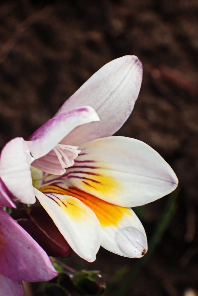 Freesia leichtlinii Klatt