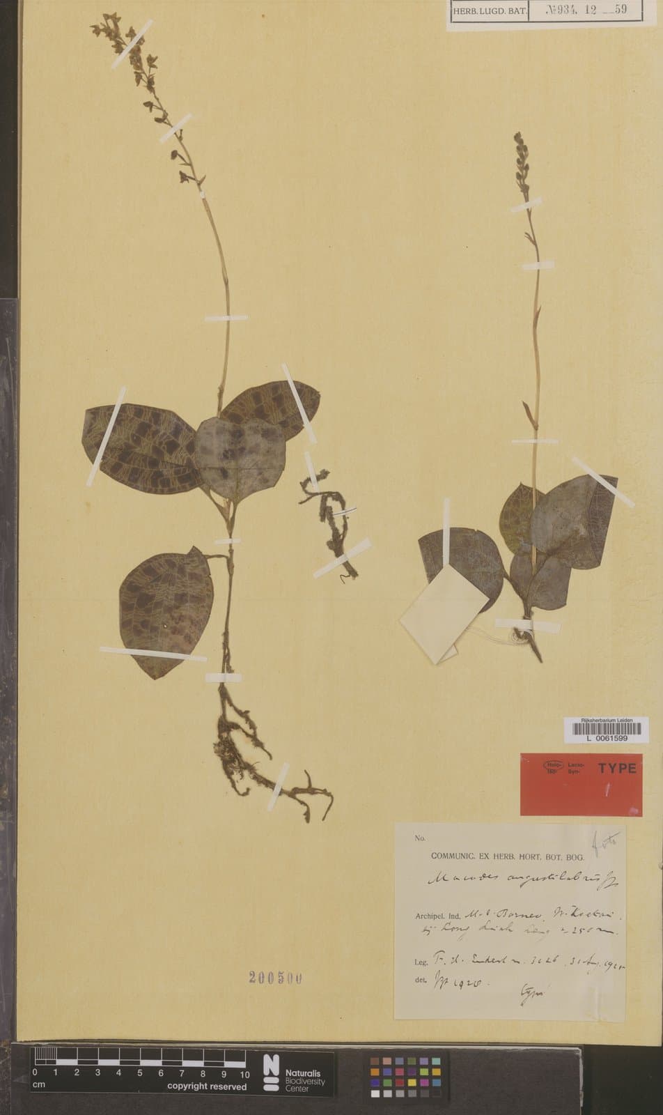 Macodes angustilabris J.J.Sm.