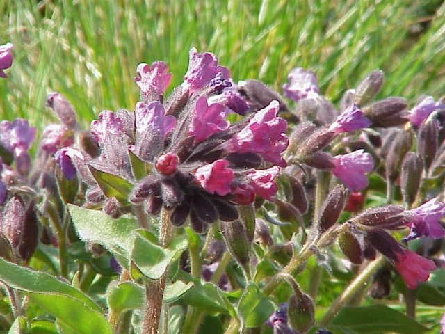 Pulmonaria montana Lej.