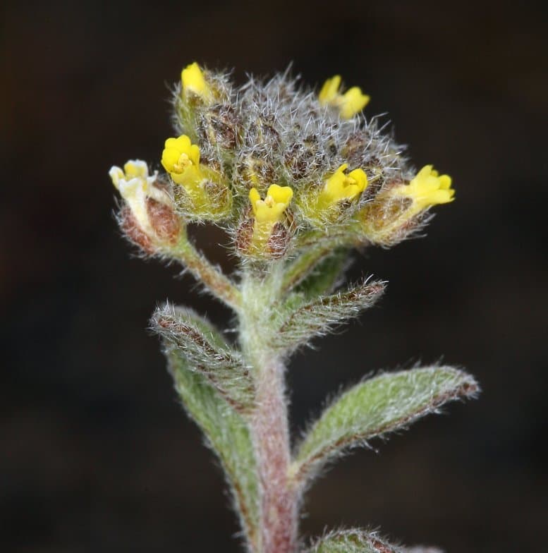 Alyssum simplex Rudolphi