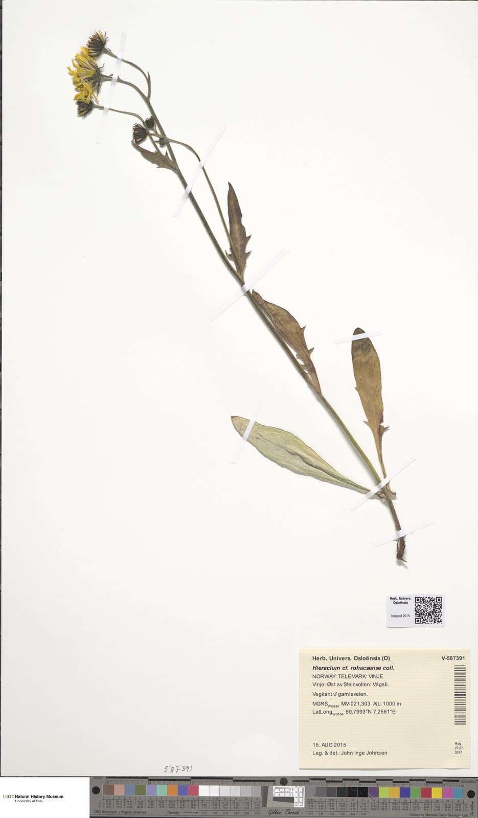 Hieracium rohacsense Kit. ex Kanitz