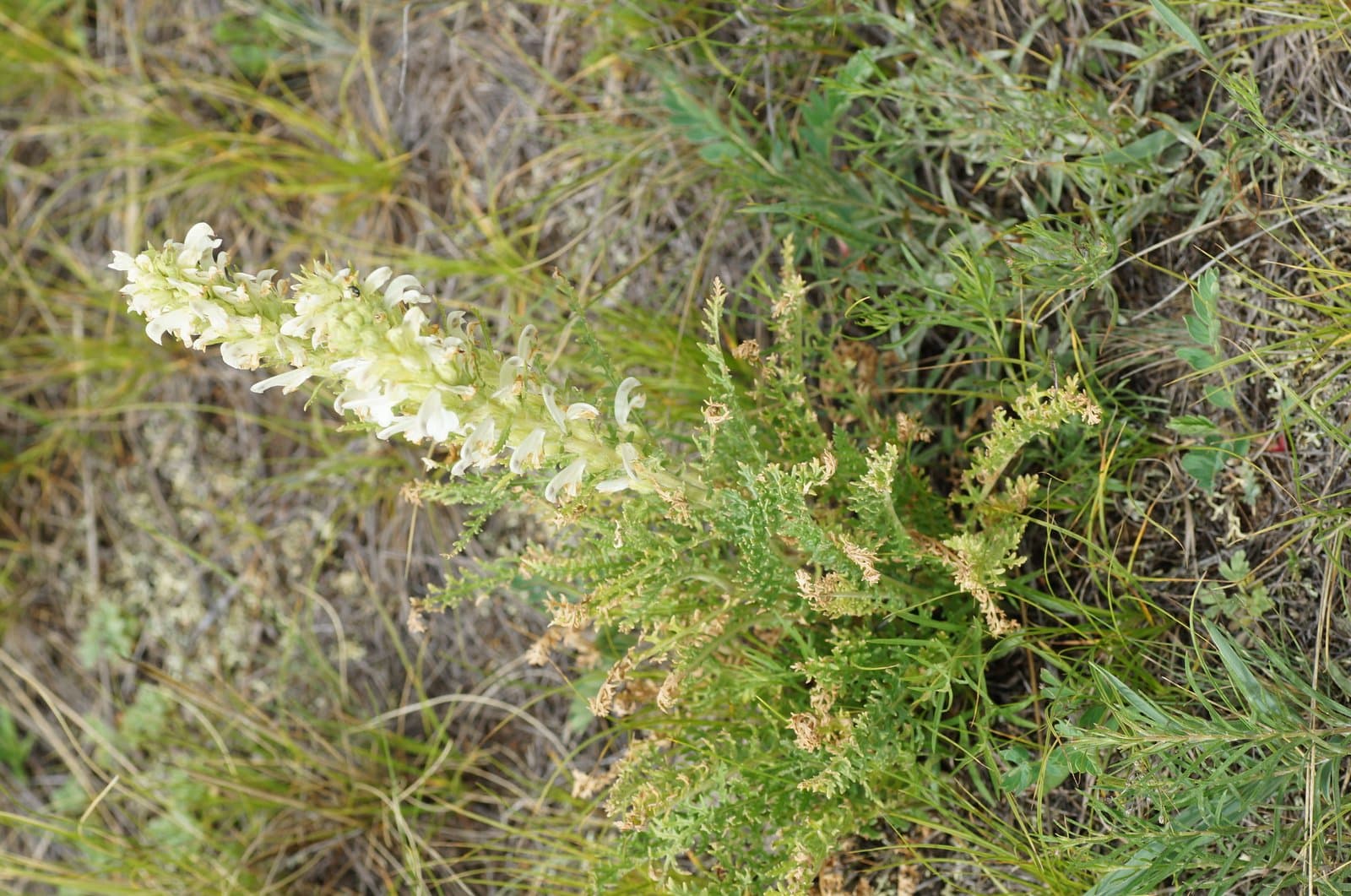 Pedicularis achilleifolia Stephan ex Willd.