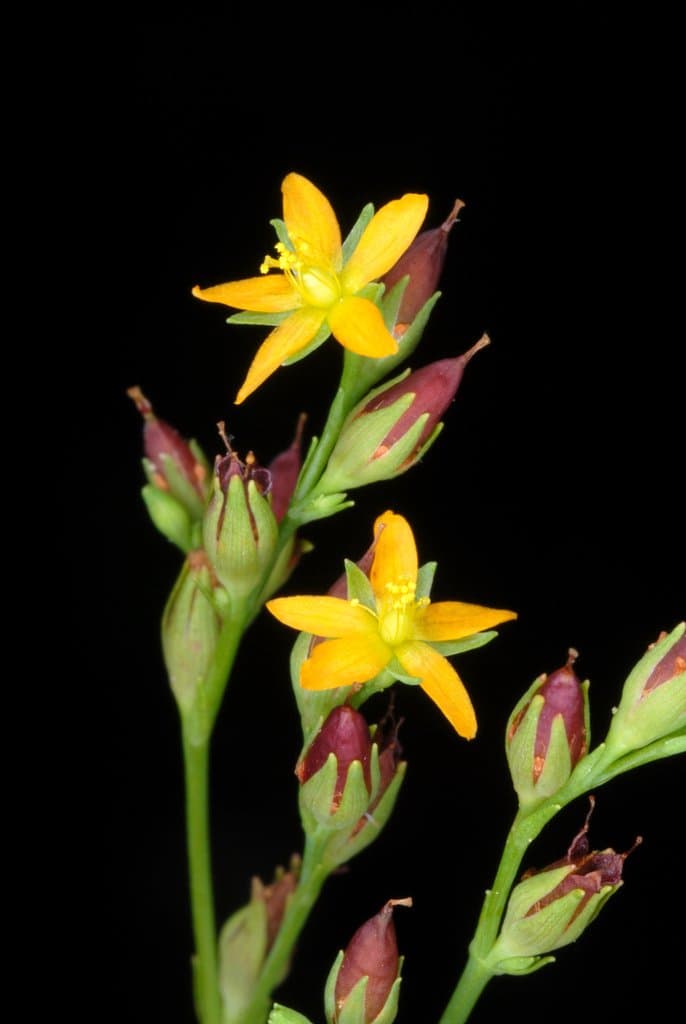Hypericum canadense L.