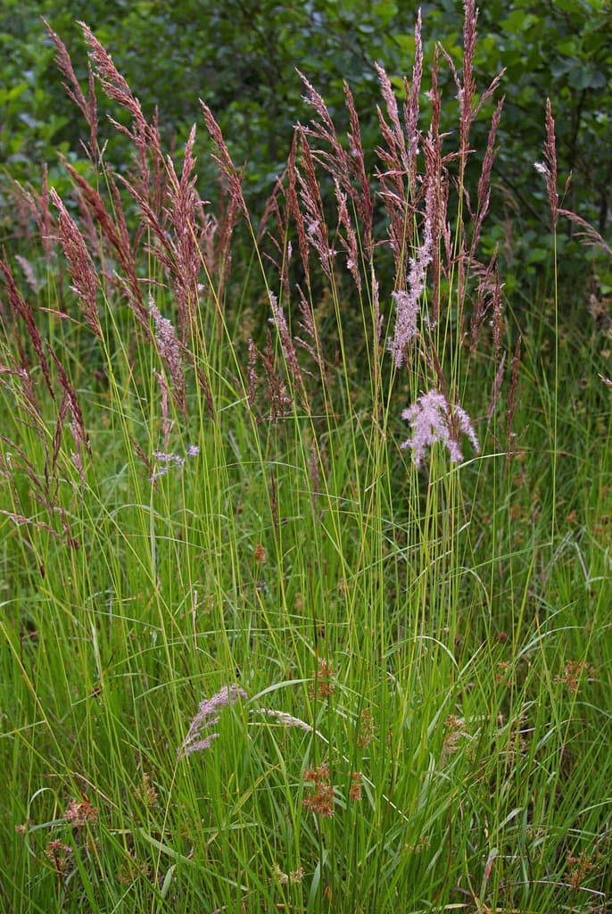 Calamagrostis canescens (Weber) Roth