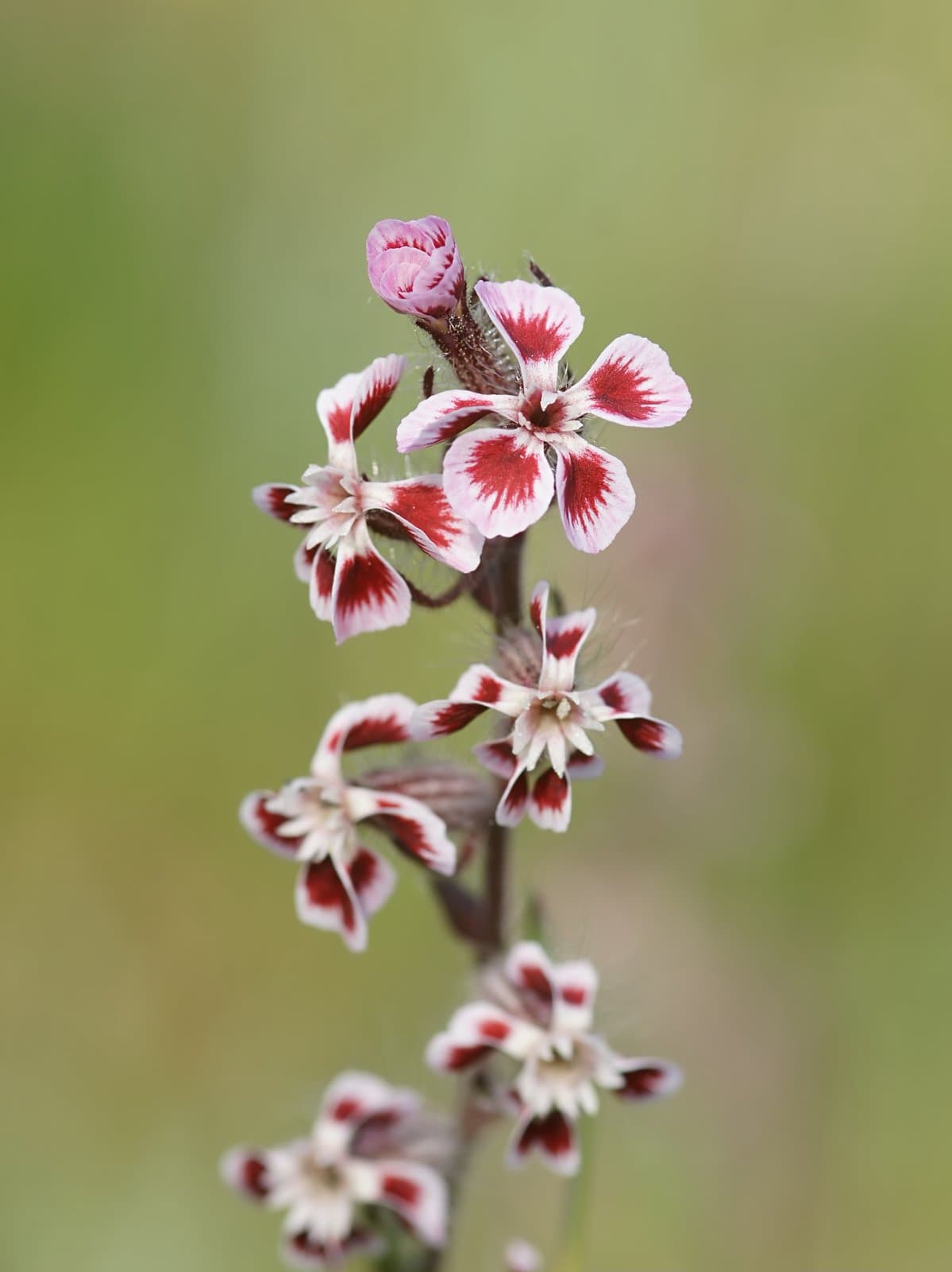 Silene gallica L.