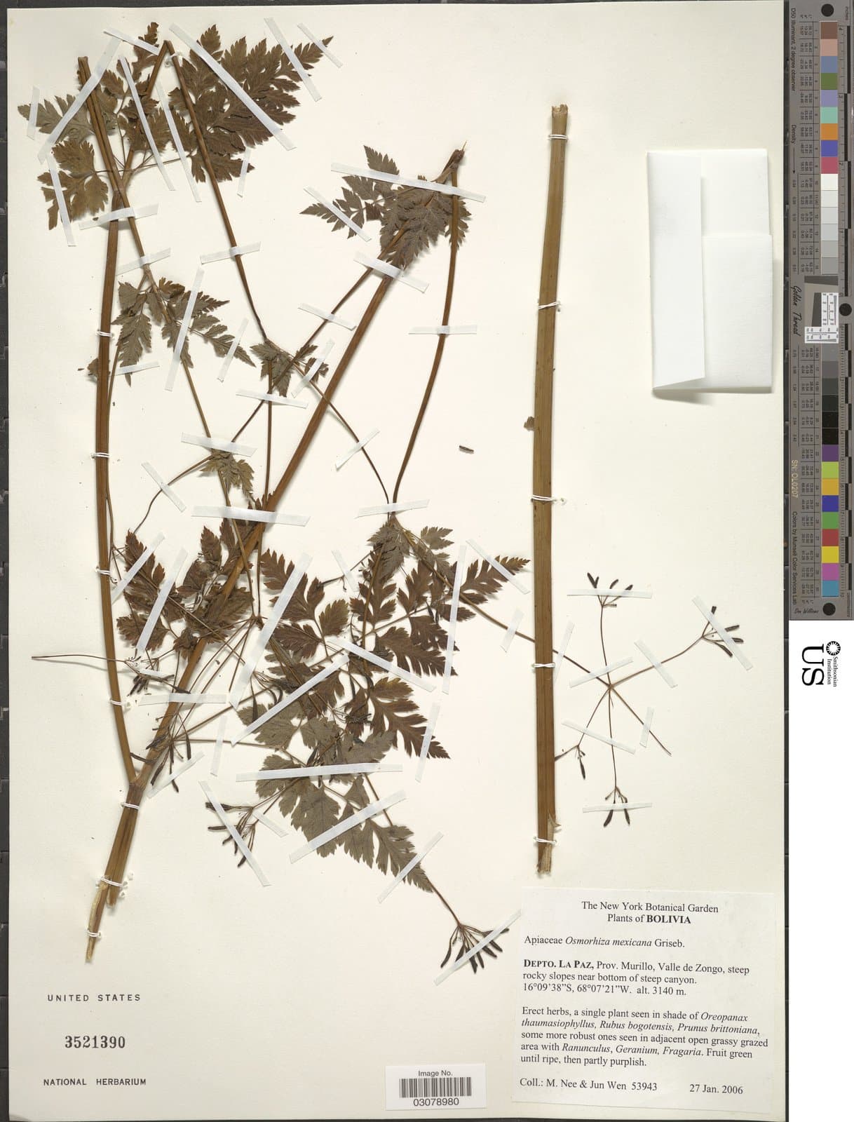Osmorhiza mexicana Griseb.