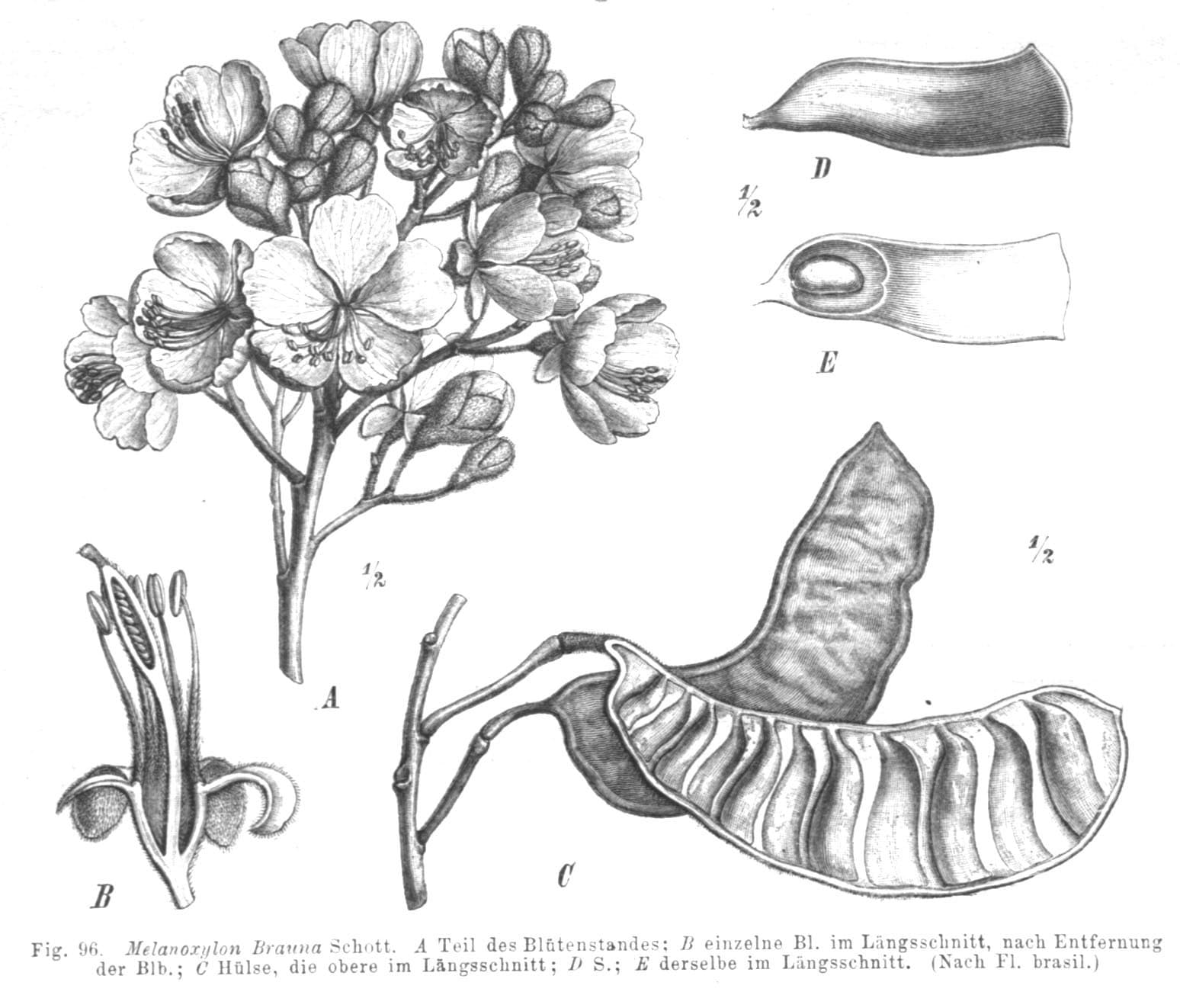 Melanoxylum brauna Schott