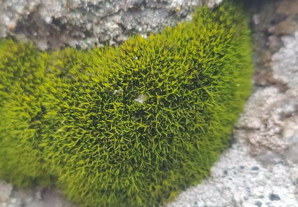 Grimmia incurva Schwägr.