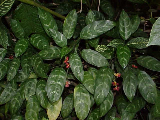 Aglaonema commutatum Schott