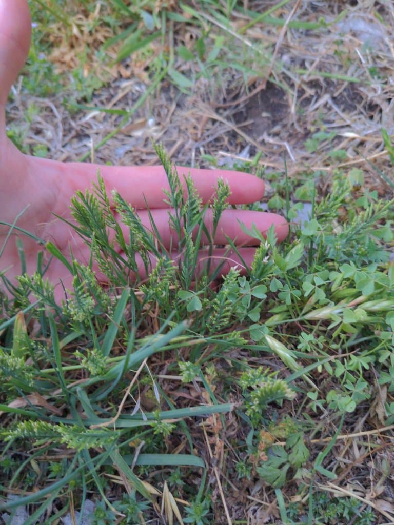 Catapodium rigidum (L.) C.E.Hubb.