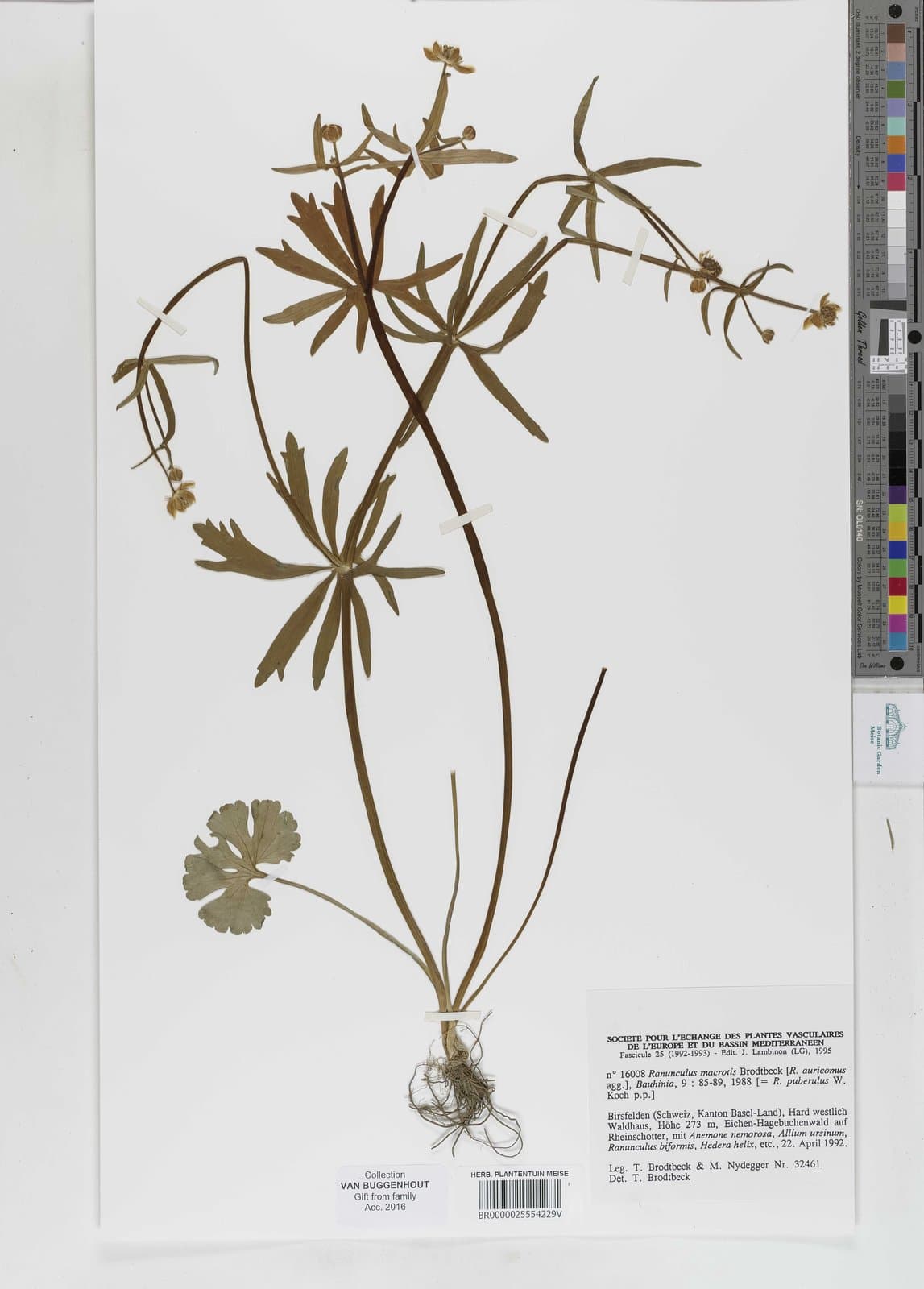 Ranunculus macrotis Brodtb.