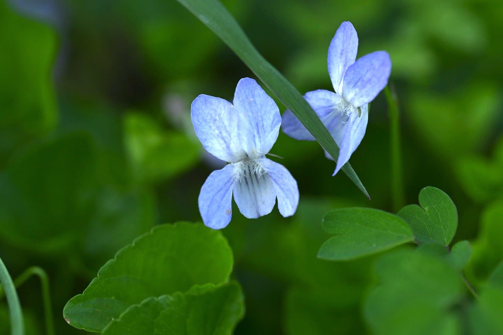 Viola appalachiensis L.K.Henry