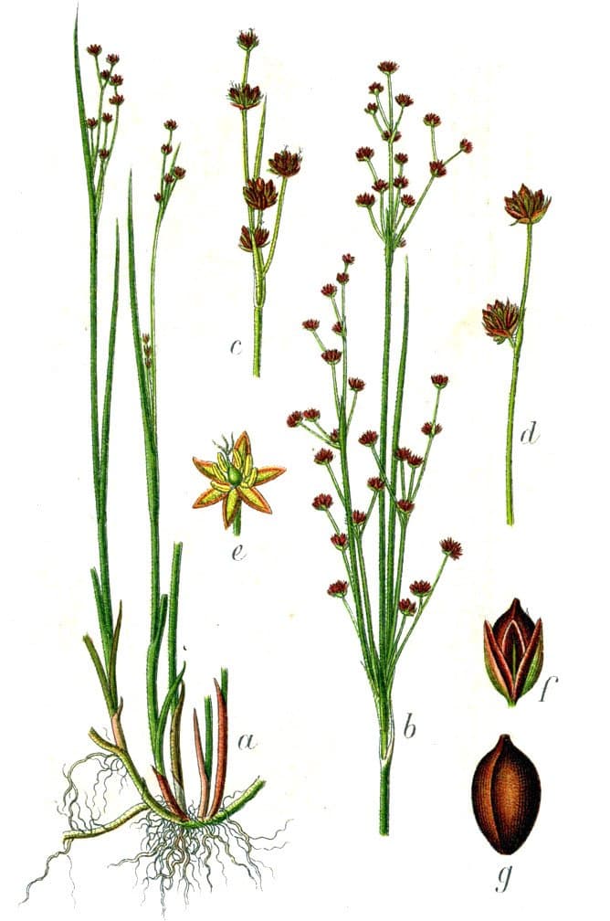 Juncus alpinoarticulatus Chaix