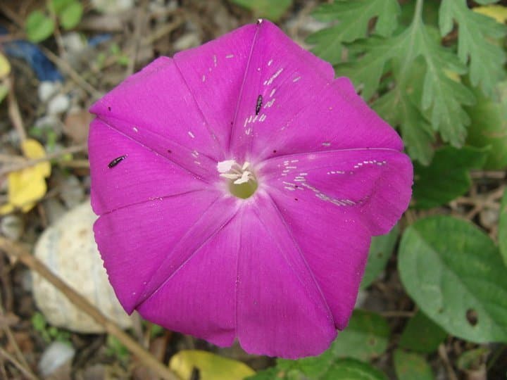 Ipomoea purga (Wender.) Hayne