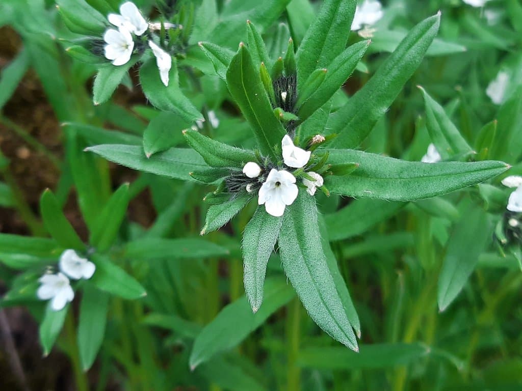 Buglossoides arvensis (L.) I.M.Johnst.