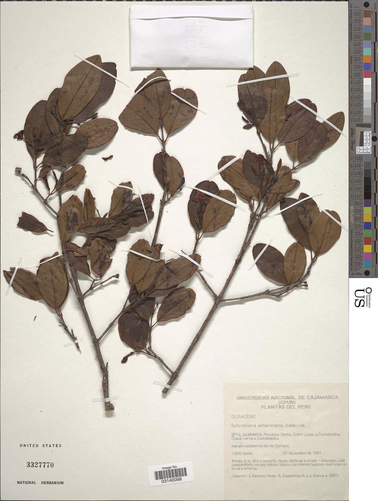 Schrebera americana (Zahlbr.) Gilg