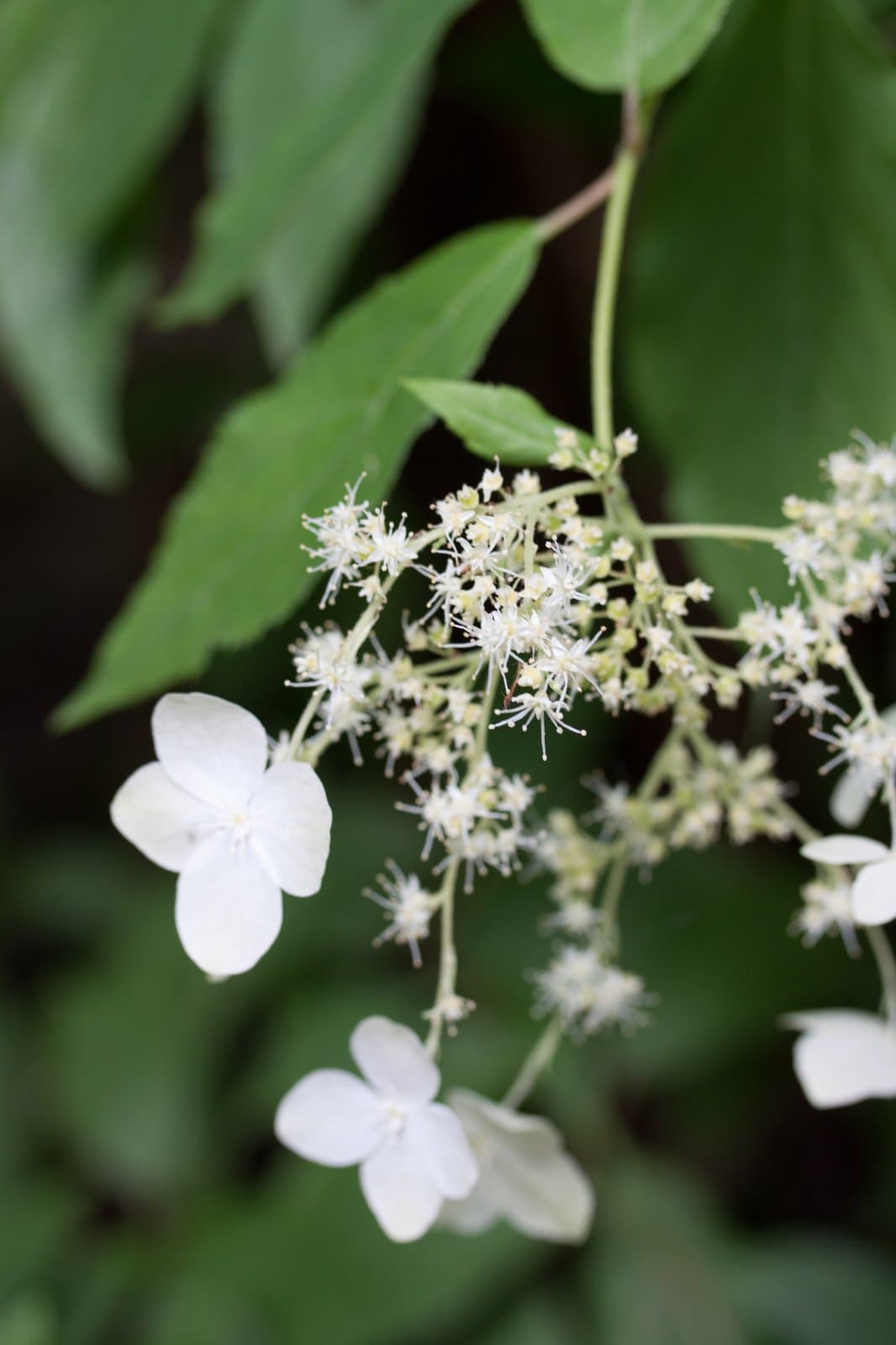 Hydrangea heteromalla D.Don
