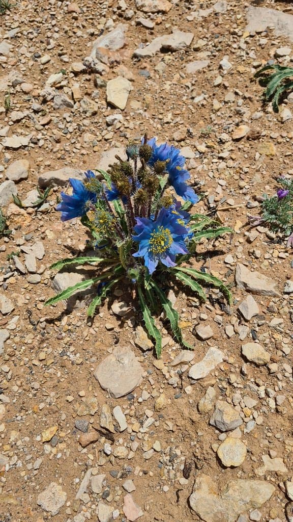 Meconopsis horridula Hook.fil. & Thomson
