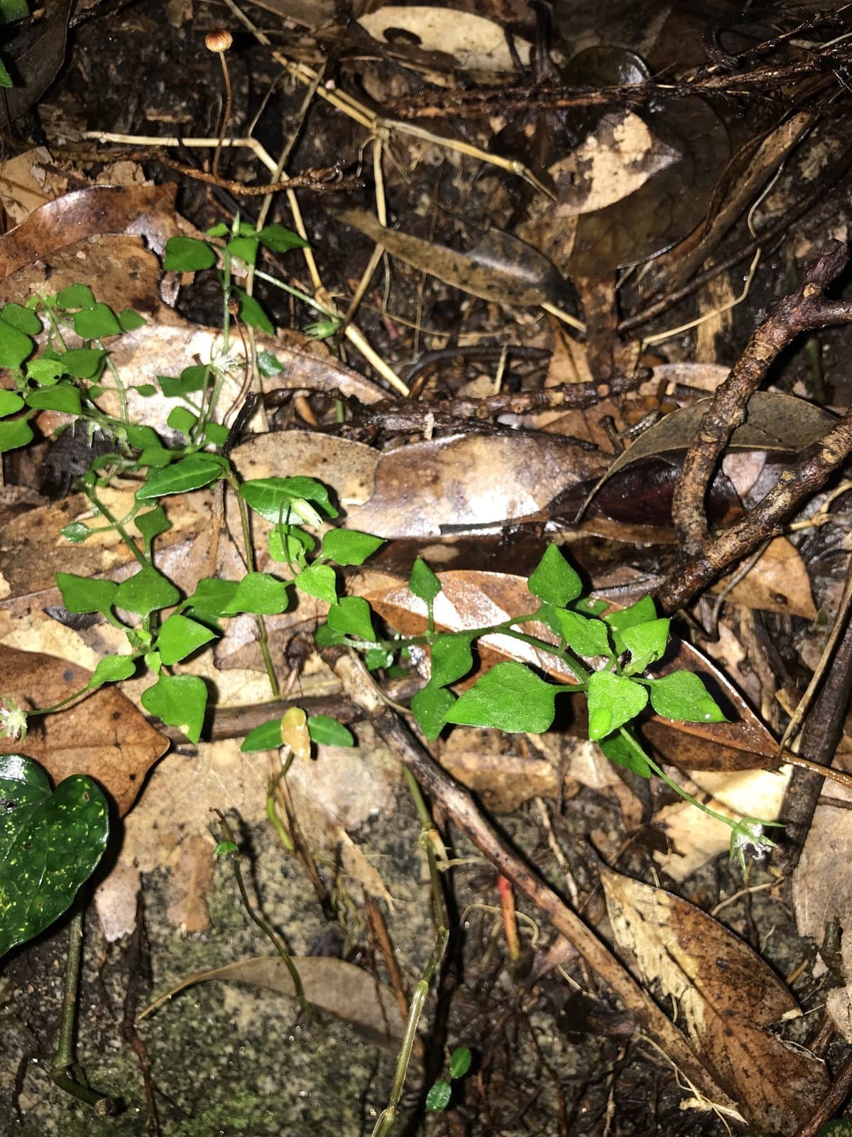 Nubelaria diversiflora (Maxim.) M.T.Sharples & E.A.Tripp