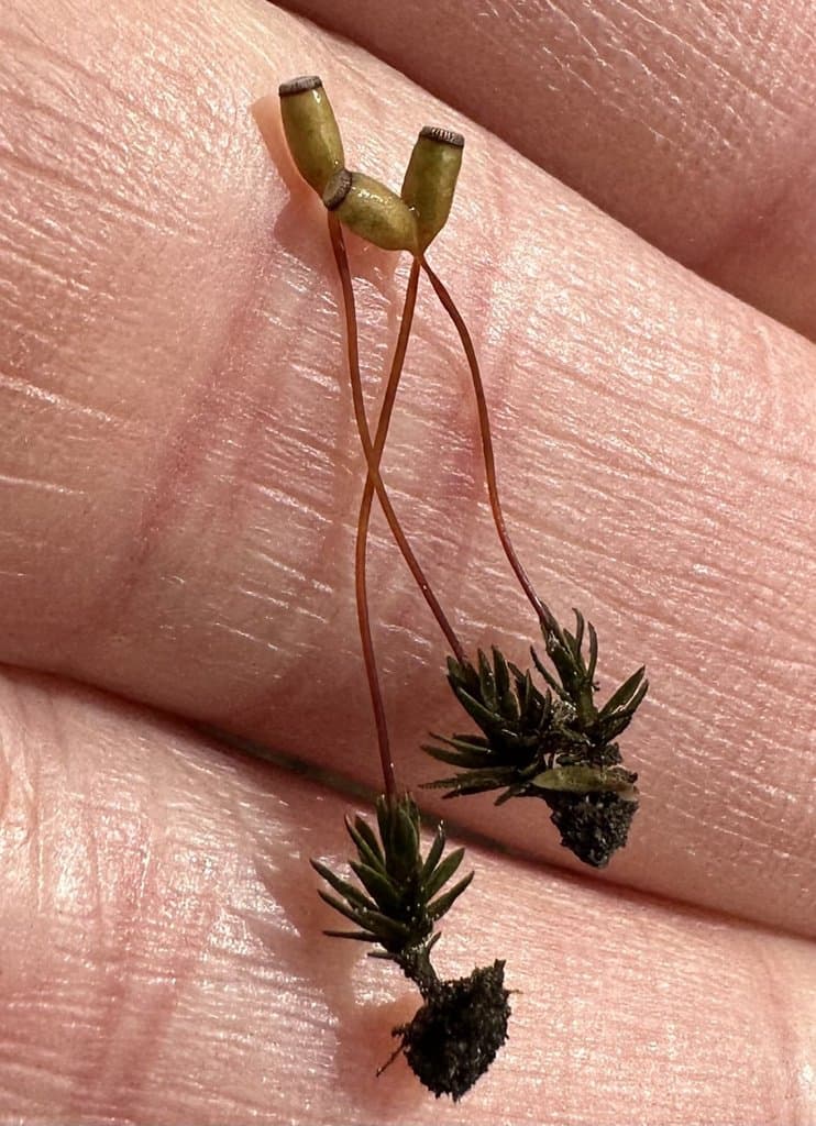Pogonatum aloides (Hedw.) P.Beauv.