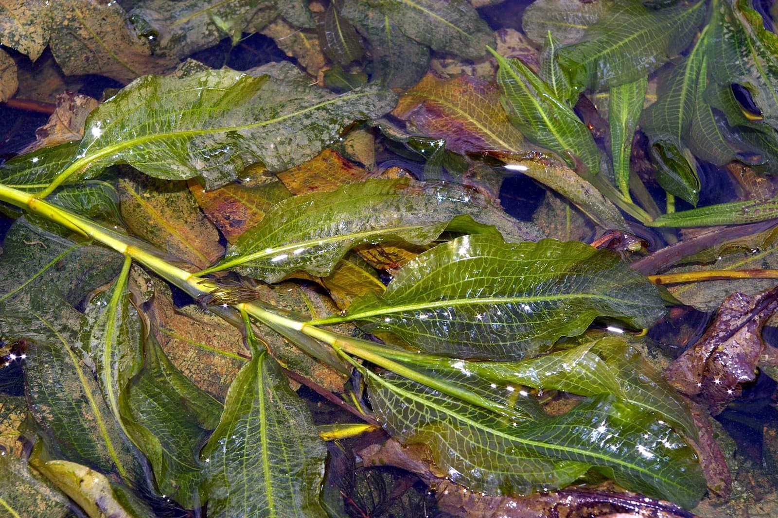 Potamogeton lucens L.