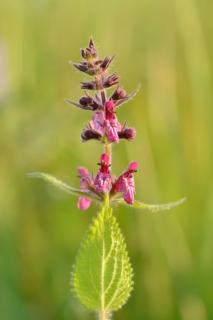 Stachys sylvatica L.