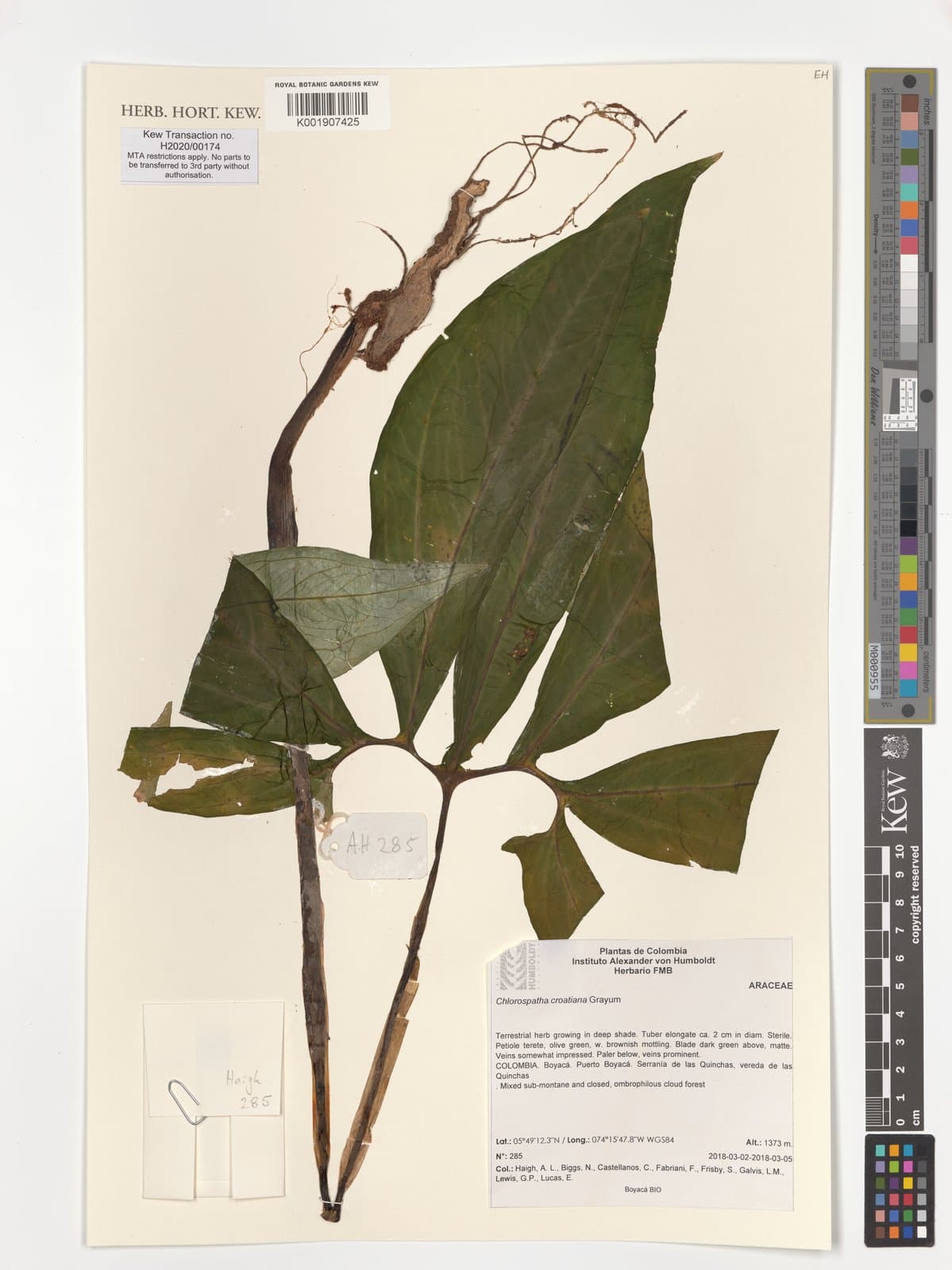 Chlorospatha croatiana Grayum
