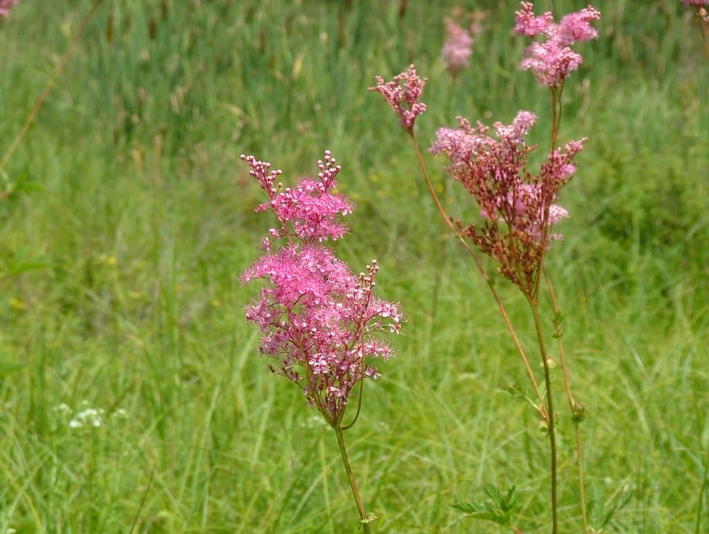 Filipendula rubra (Hill) B.L.Rob.