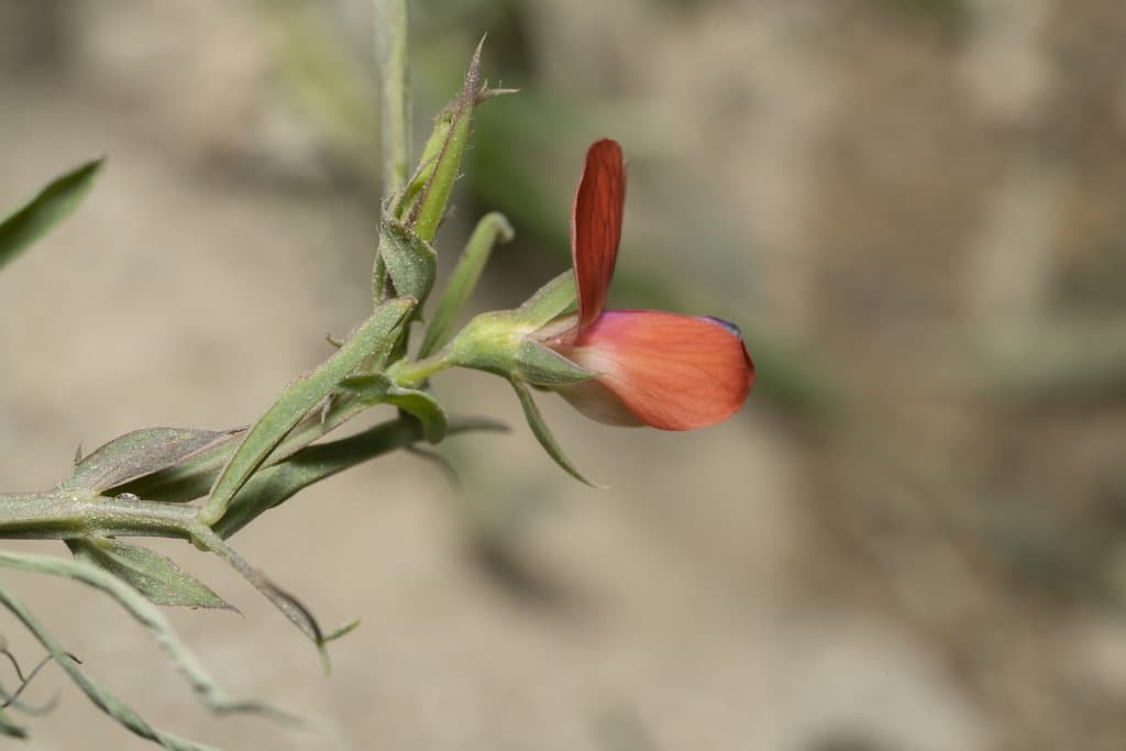 Lathyrus cicera L.