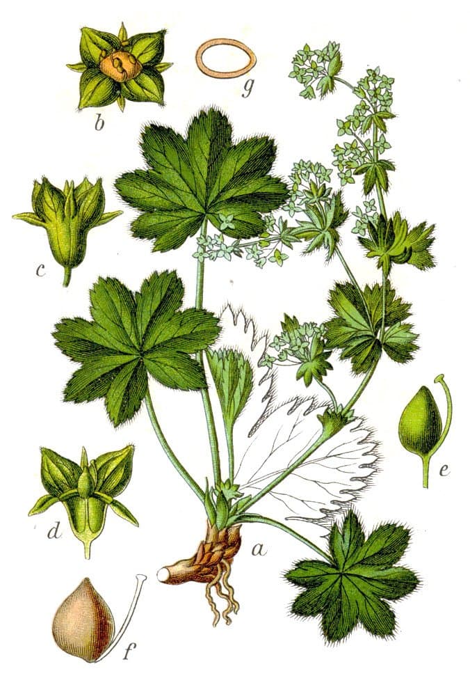 Alchemilla fissa Günther & Schummel
