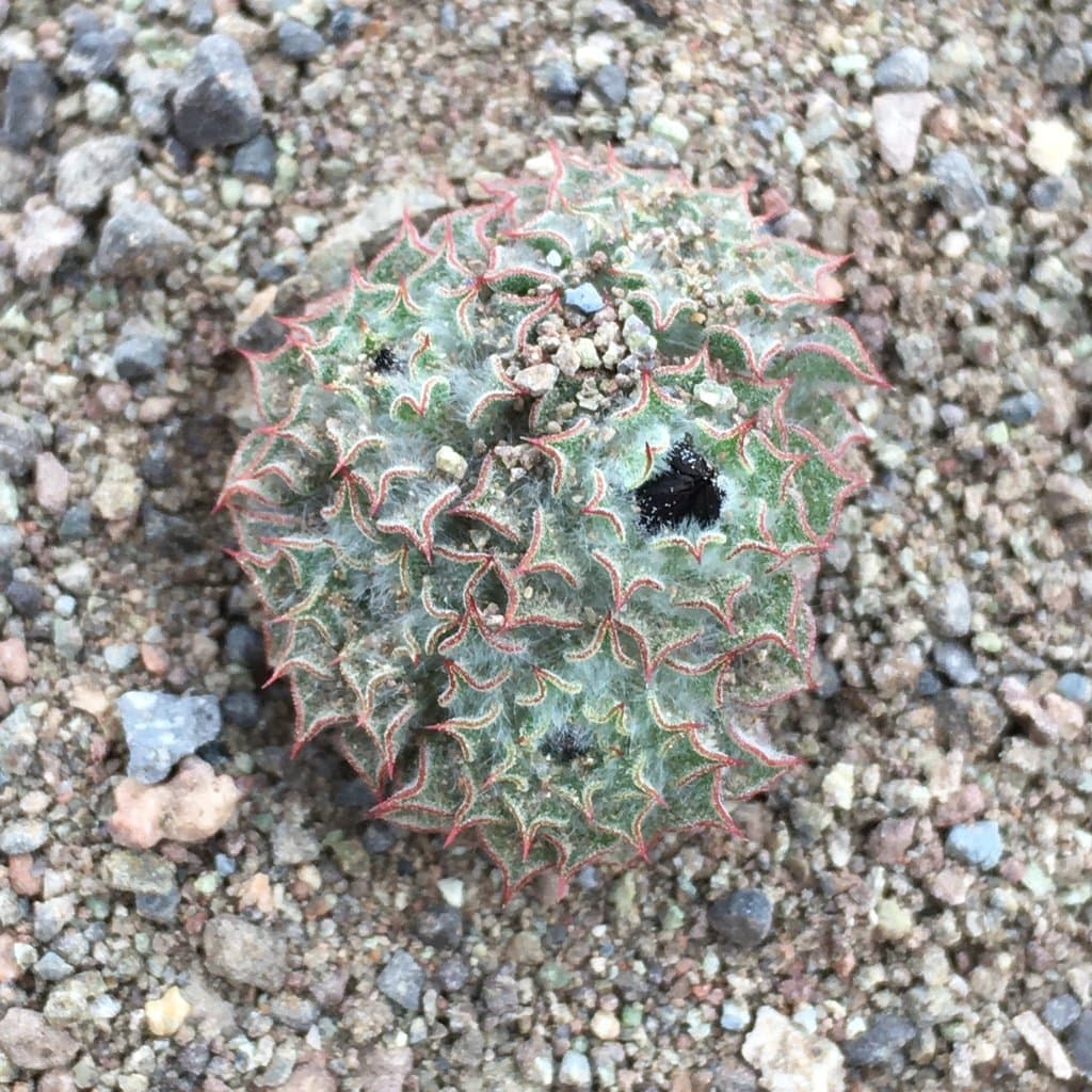 Oriastrum chilense (J.Rémy) Wedd.