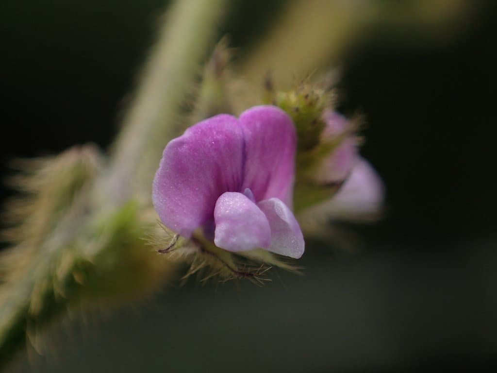 Glycine max (L.) Merr.