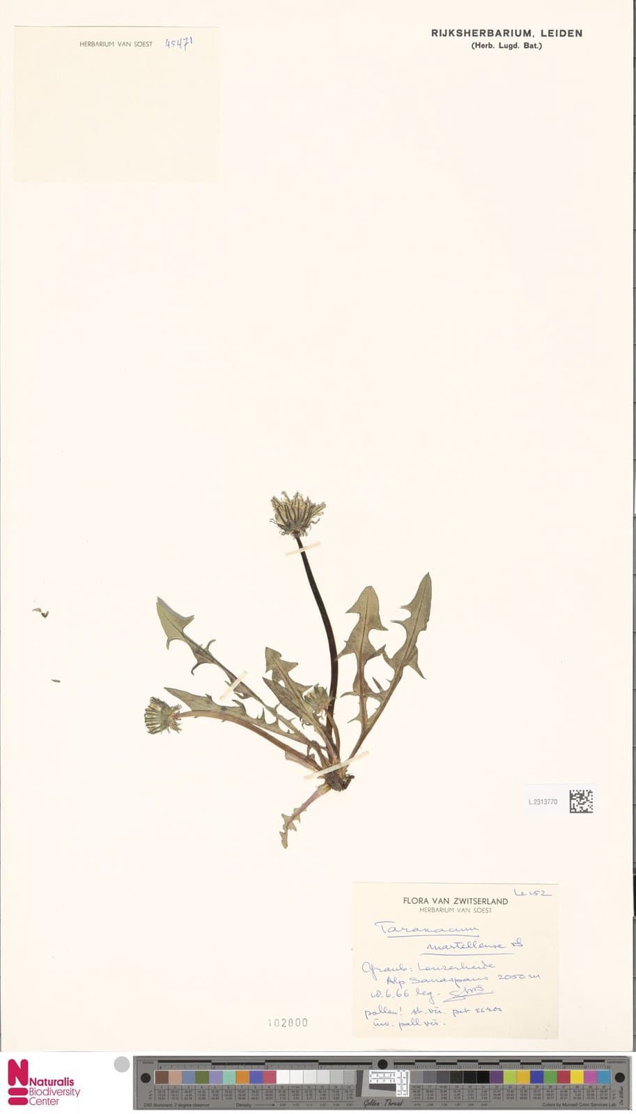 Taraxacum martellense Soest