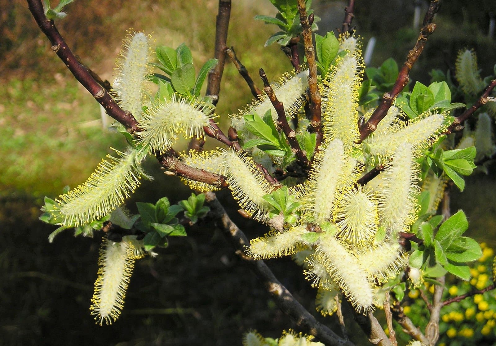 Salix hastata L.