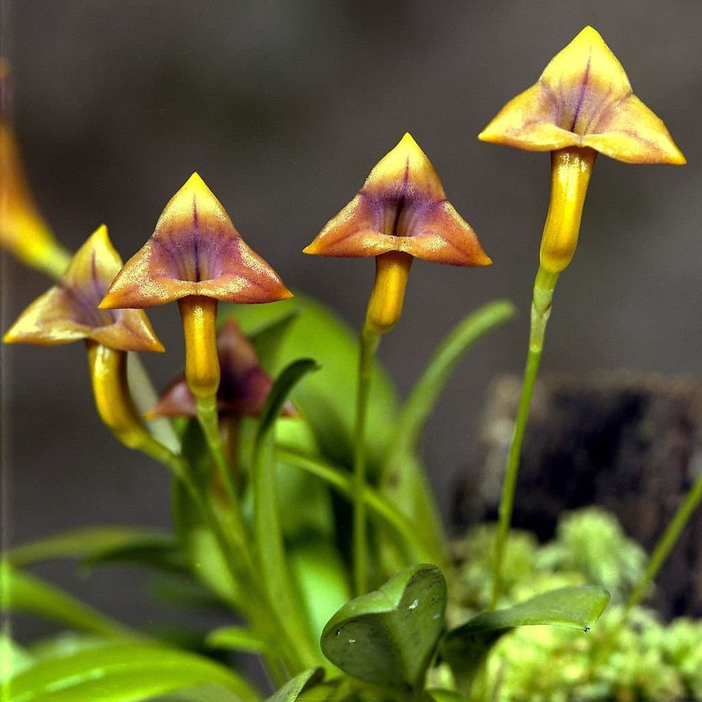 Masdevallia angulifera Rchb.f. ex Kraenzl.