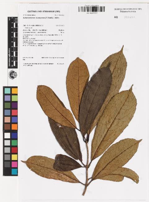 Sphenostemon lobosporus (F.Muell.) L.S.Sm.