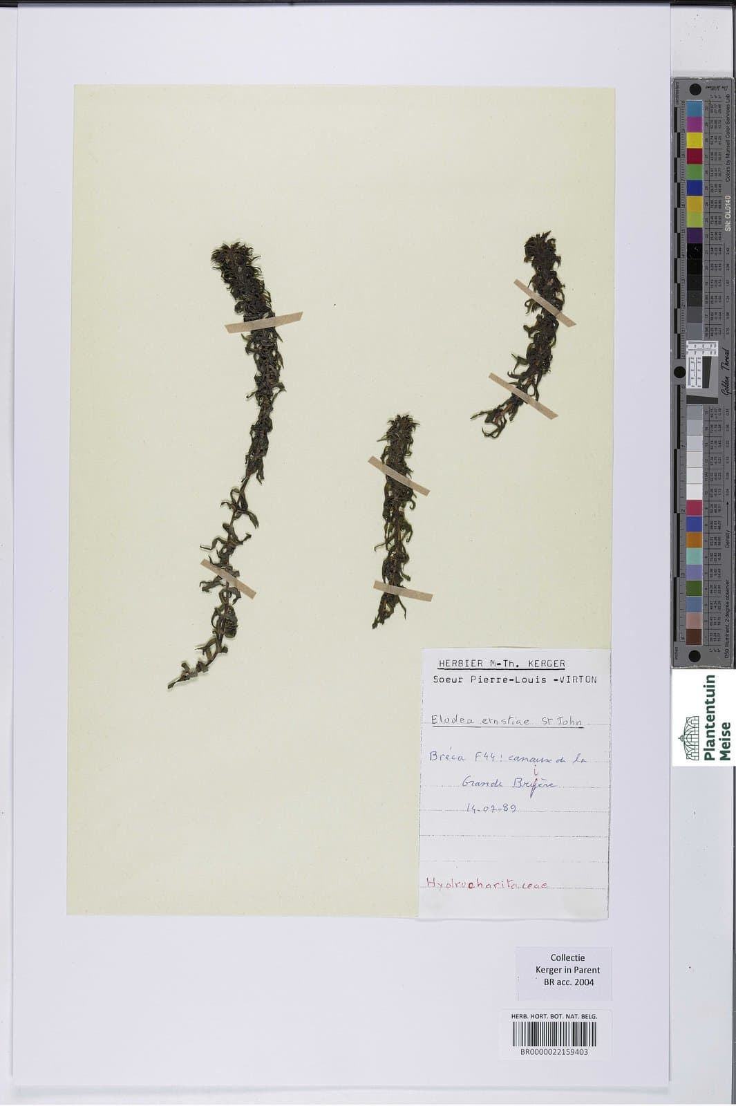 Elodea callitrichoides (Rich.) Casp.