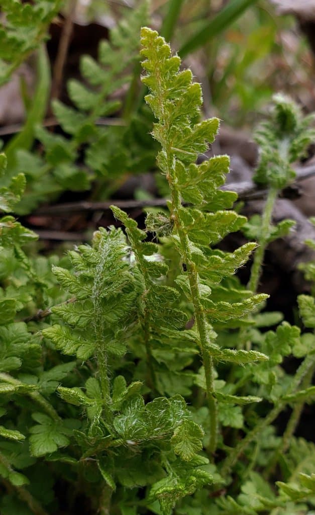 Woodsia ilvensis (L.) R.Br.
