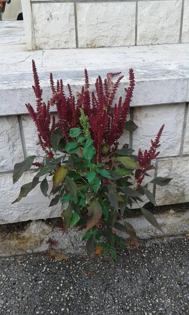 Amaranthus cruentus L.