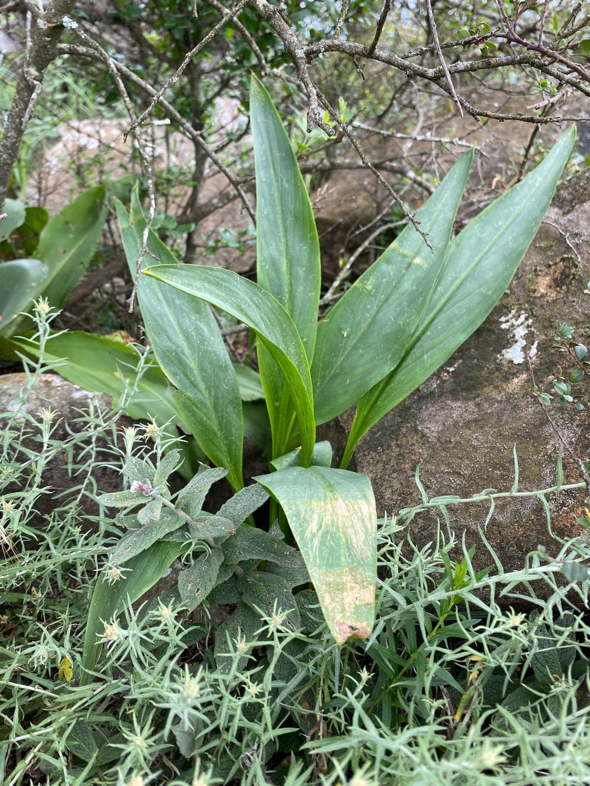 Zantedeschia rehmannii Engl.